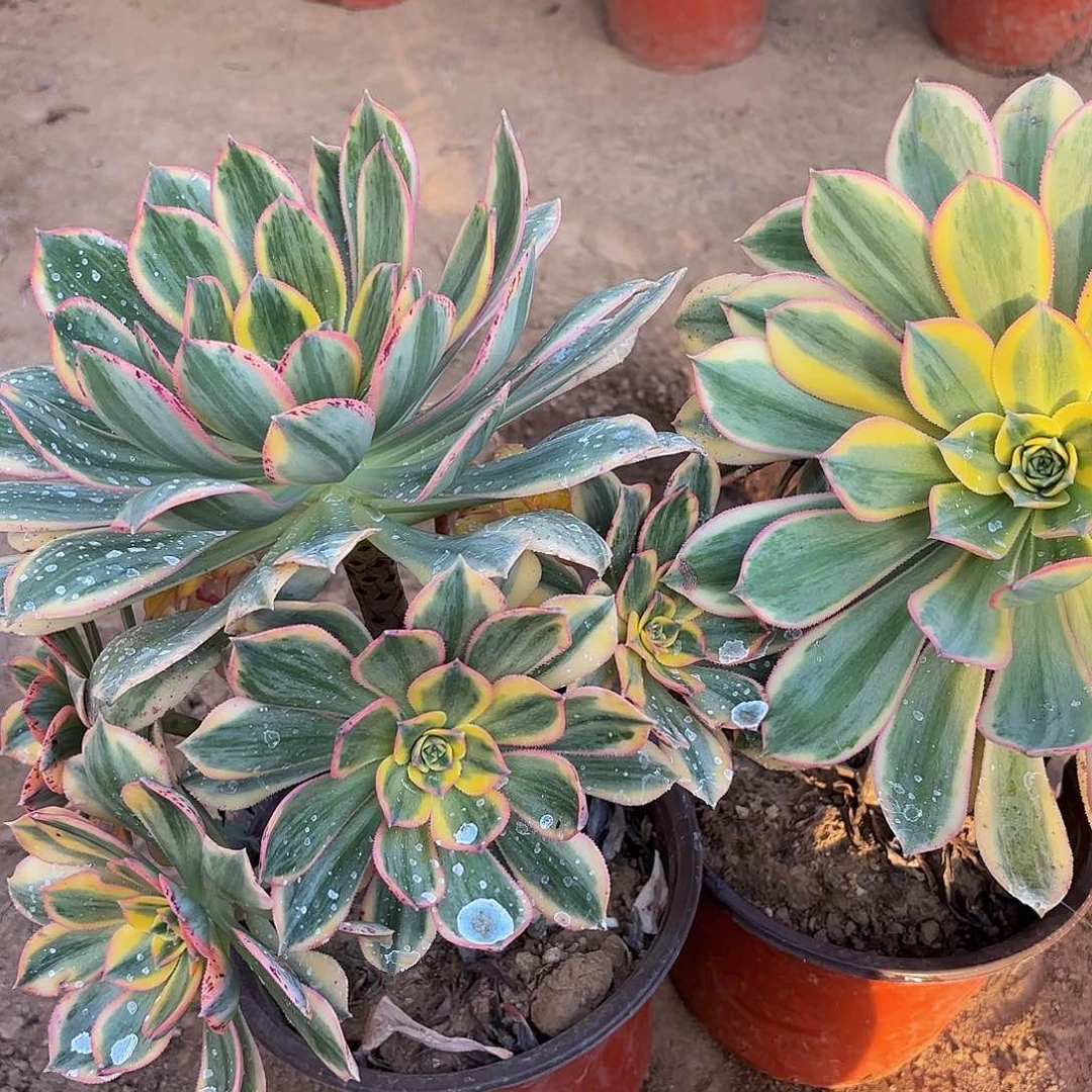 灿烂13.8法师多肉福利