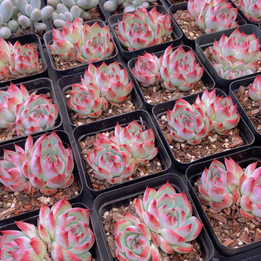 1154号 吉娃娃水蜜桃双头一个