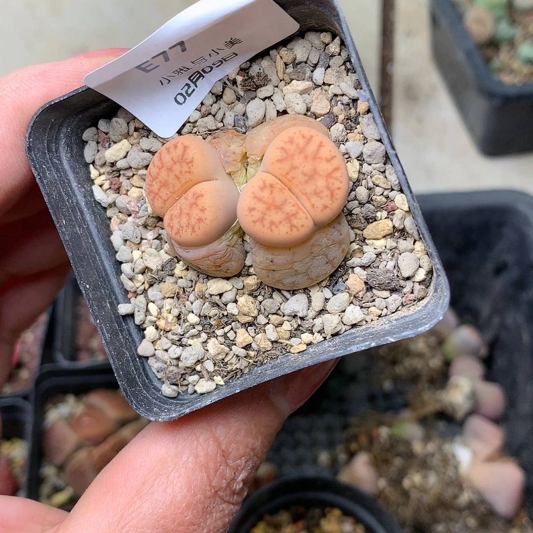 E77多肉植物保护研究所