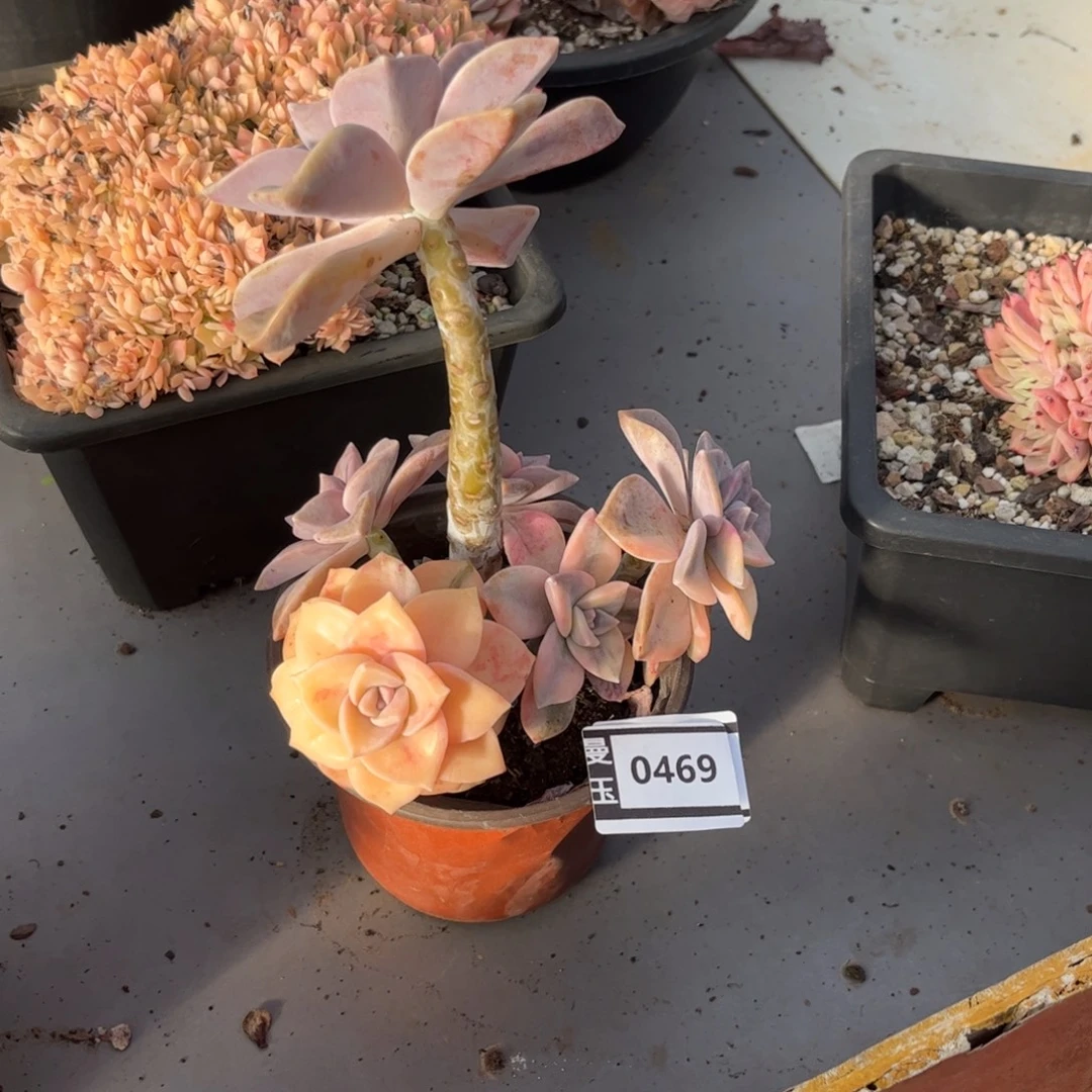 紫乐锦多肉植物0469