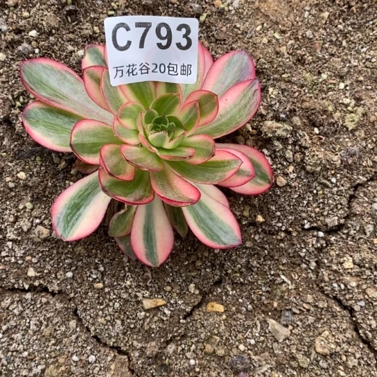 793黑魔锦多肉植物
