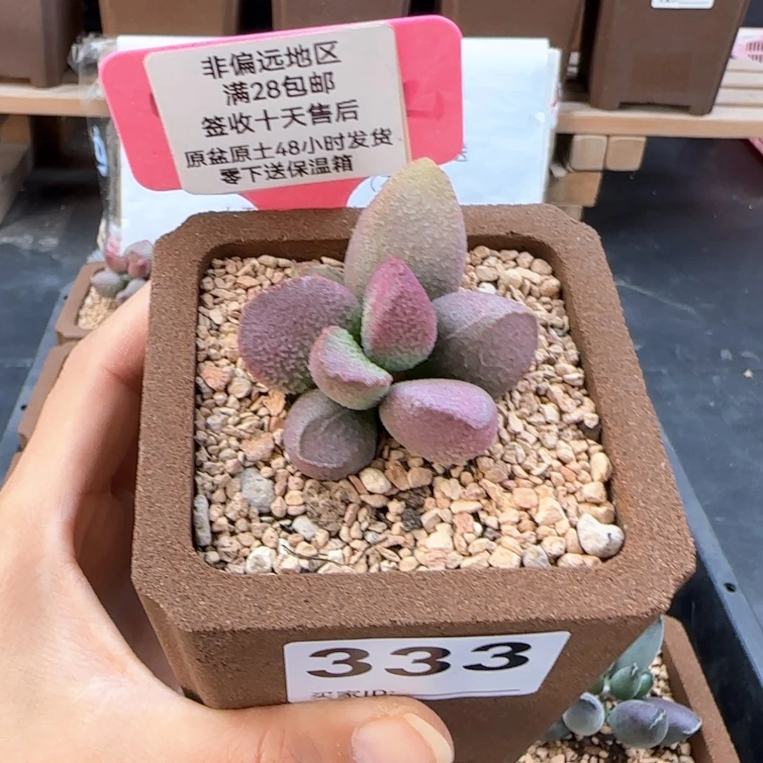 333赛猪肝多肉植物