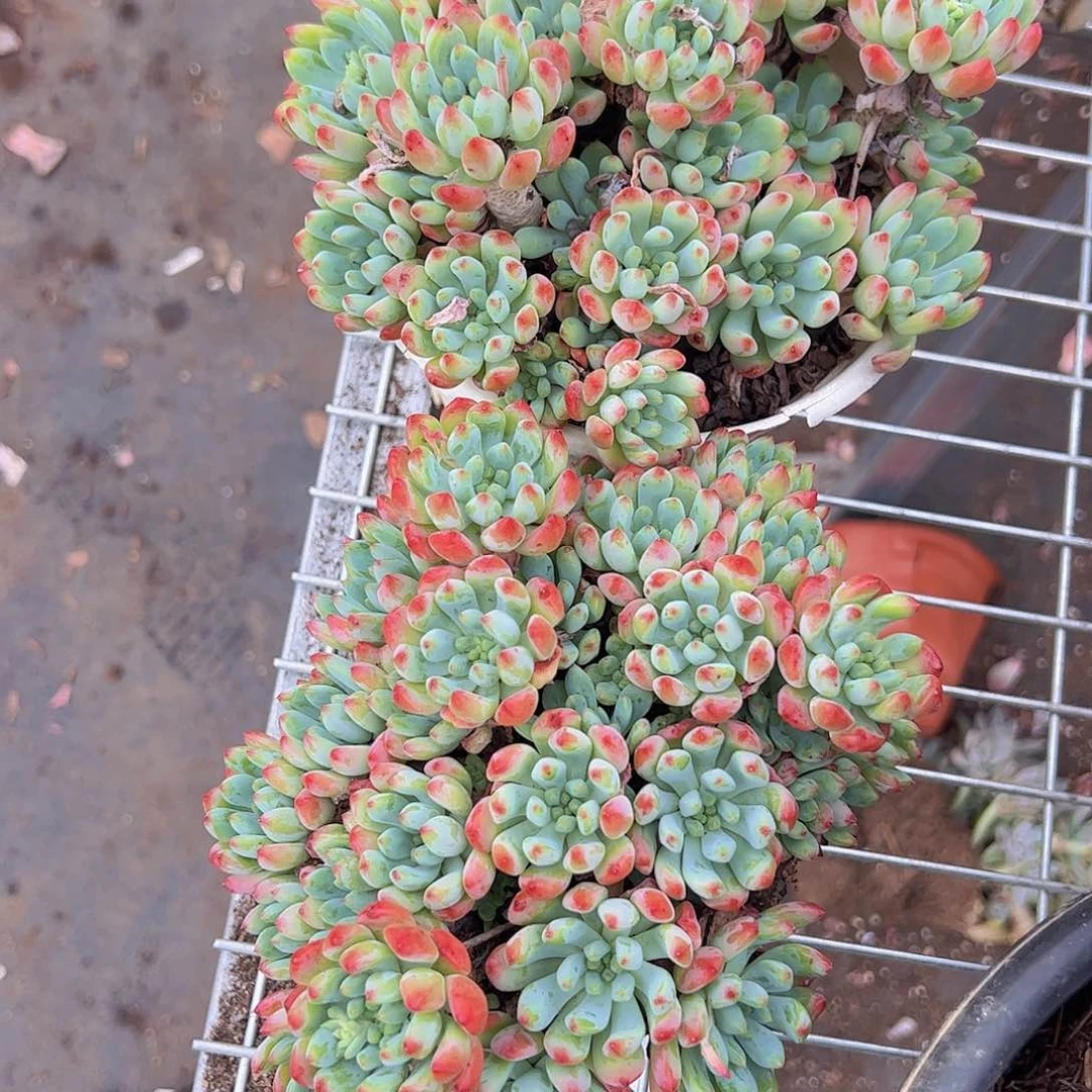 红苹果精控精养老桩二盆