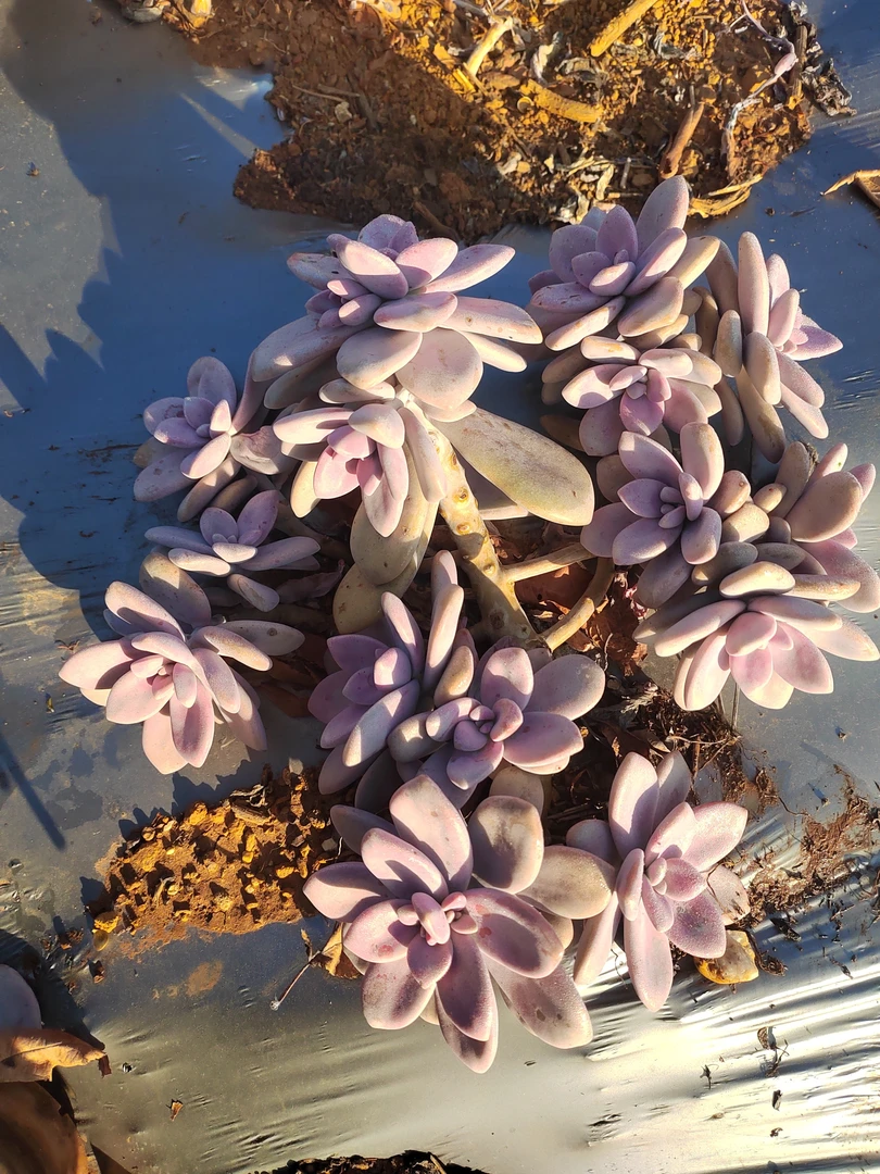 【桃霜】艺友多肉植物