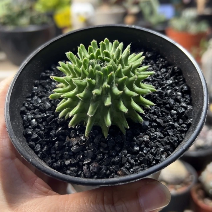 Z***E鱼雷海胆大戟带盆111111111