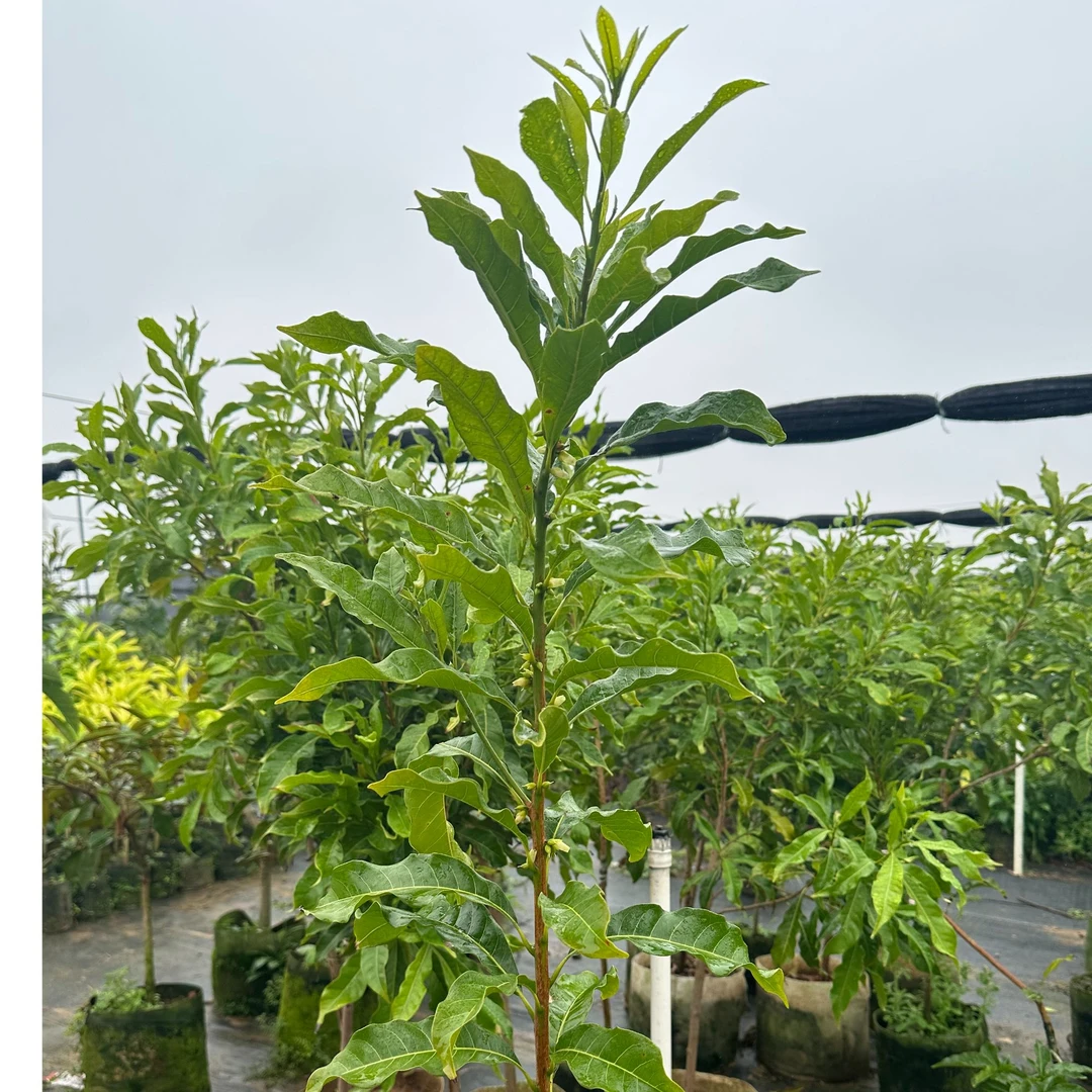 绿佳精选绿植 一物一拍