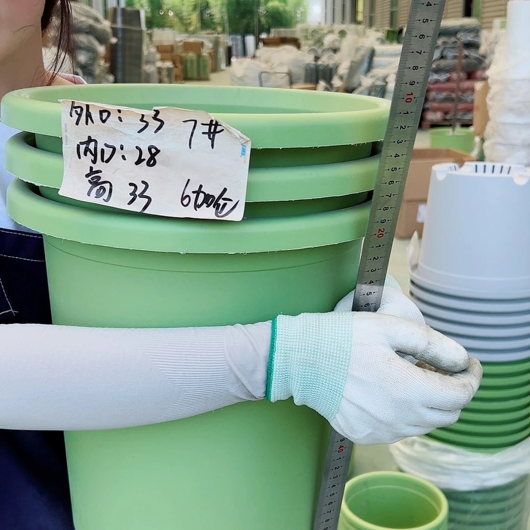 四季盆7#果绿6个无托
