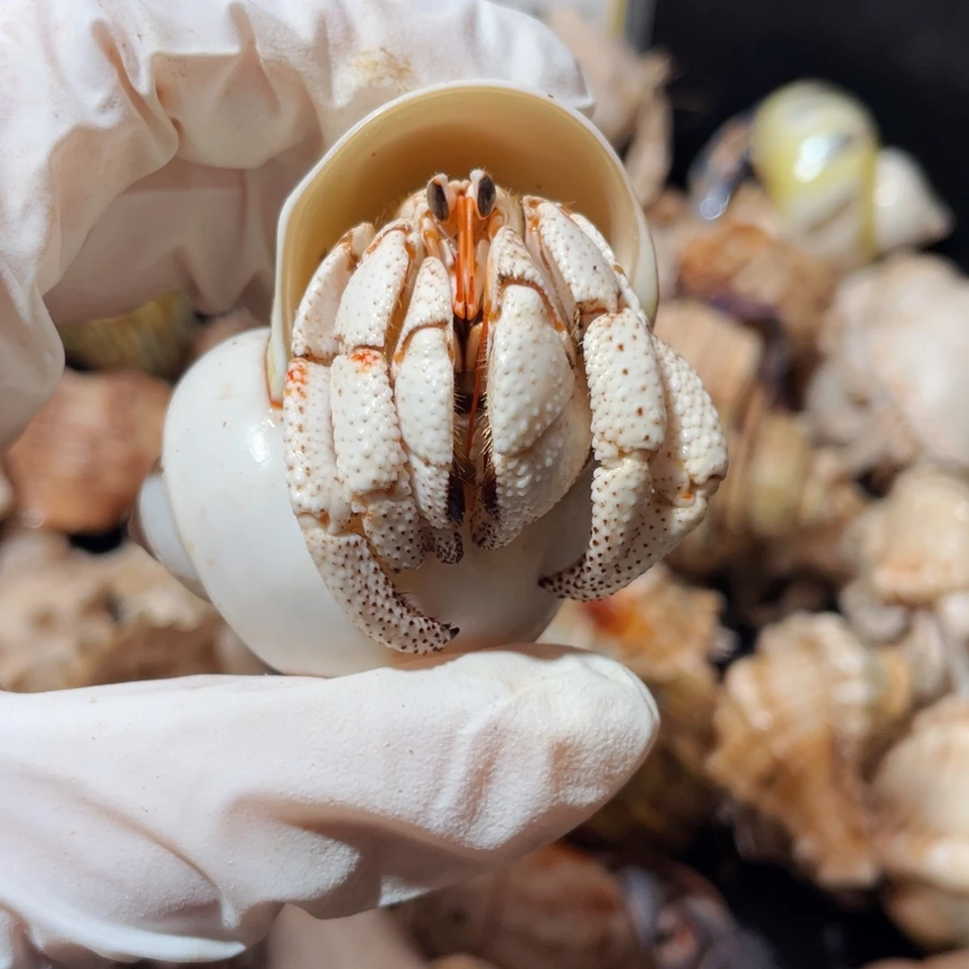 蜗居异宠寄居蟹0145白草缺尖