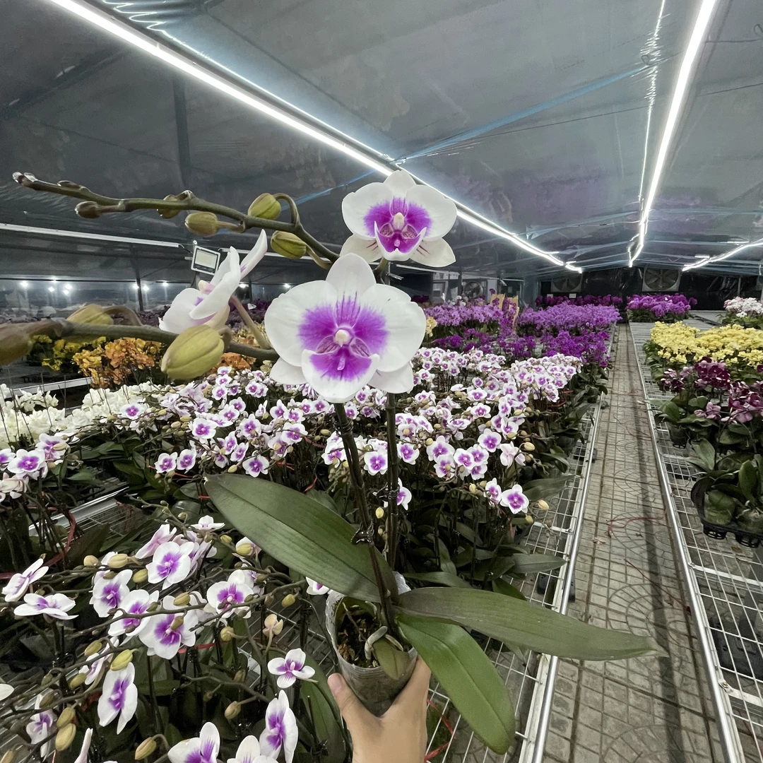 【花之漫】（萌萌）3.0寸杯单剑蝴蝶兰花卉室内阳台桌面盆栽