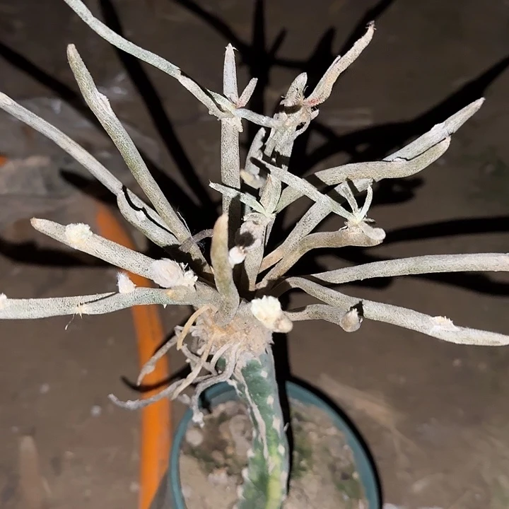 美杜莎仙人球开花嫁接大