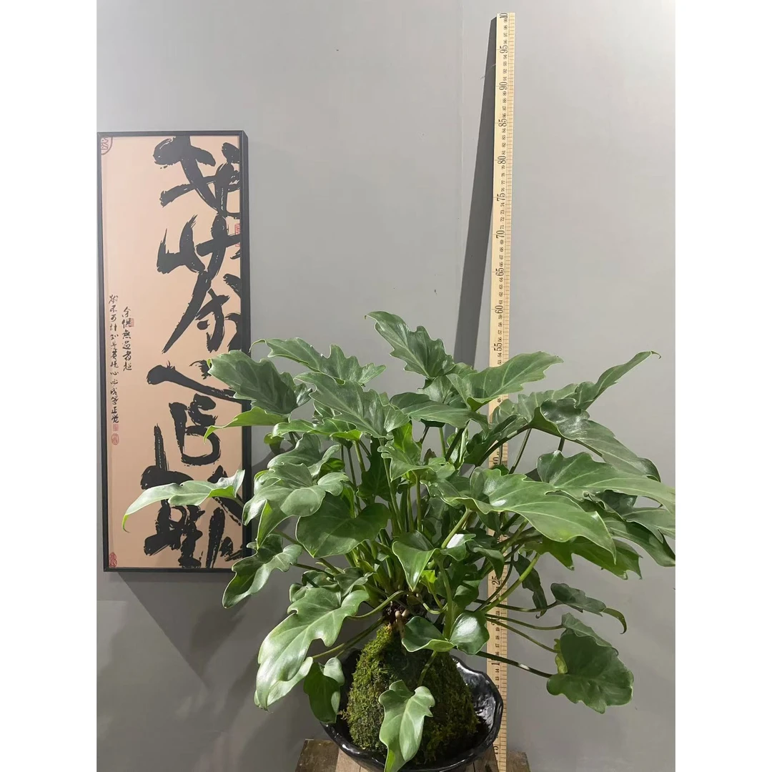 龙鳞小天使，大叶希望天使室内四季常青禅意盆景。量拍（不含托盘）