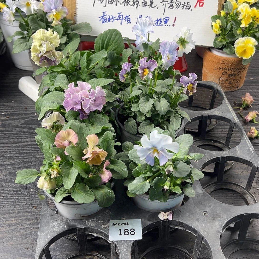 大部分花苞少量开放188号