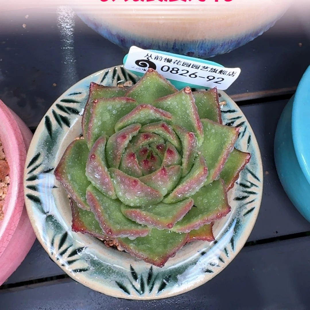 从前慢多肉编号0826-92