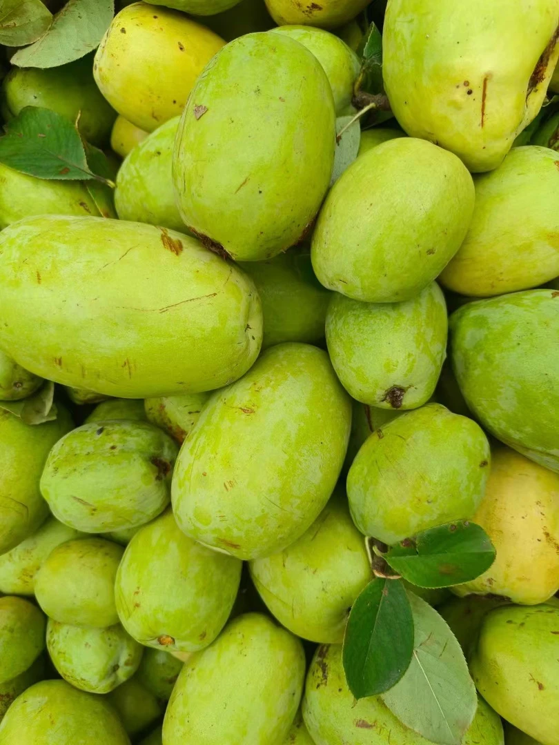 优质木瓜种子四季包邮