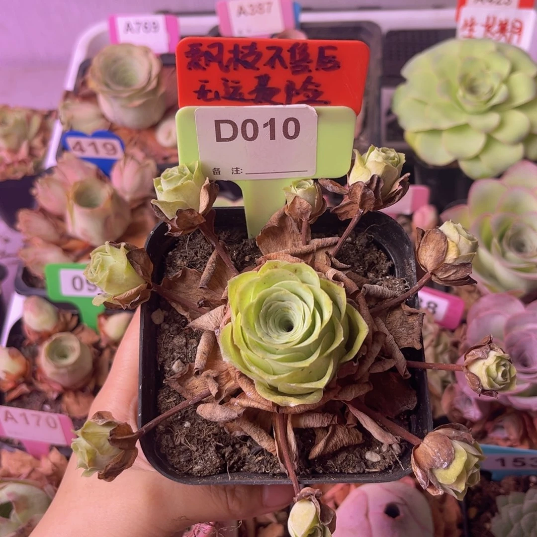 飘枝玫瑰一物一拍D010