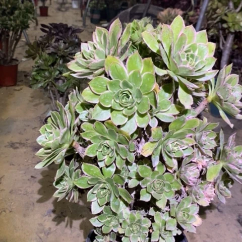 大叶绿玫瑰多肉26号