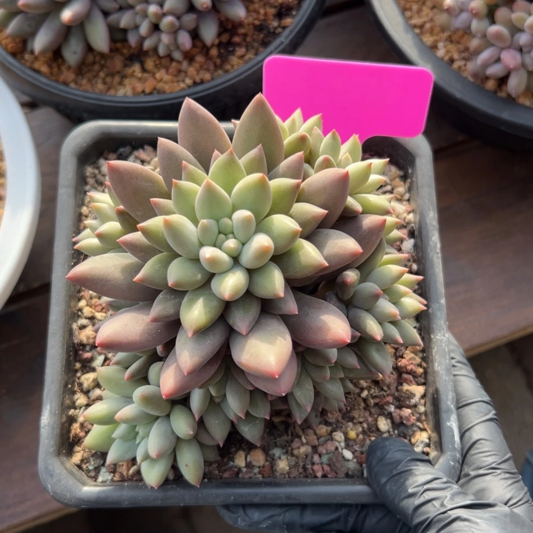 红蜻蜓111111111111111