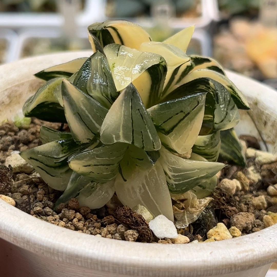 36双头红纹寿锦福利专场