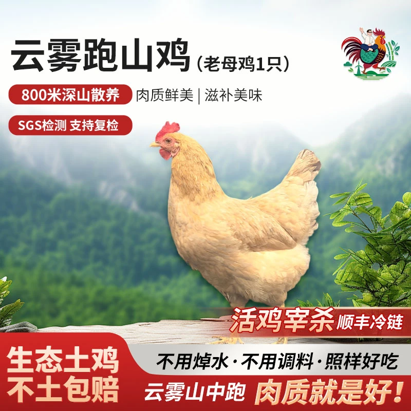 农小咖黄山跑山鸡老母鸡深山散养原粮饲喂草鸡孕妇月子鸡新鲜有机
