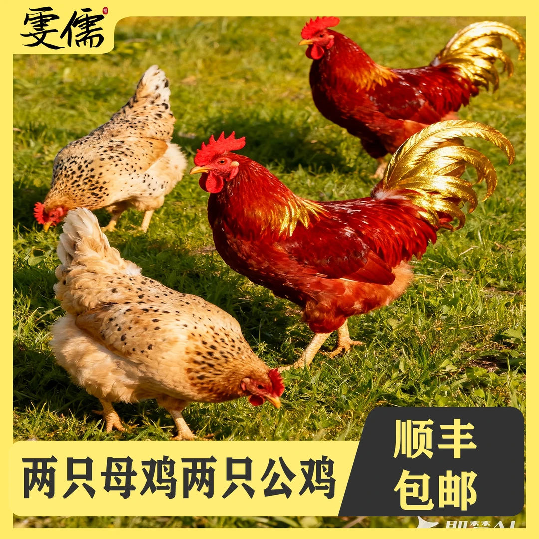【鲁丫丫】2只2年母鸡+赠2只大公鸡组合装4只净重9-10斤顺丰