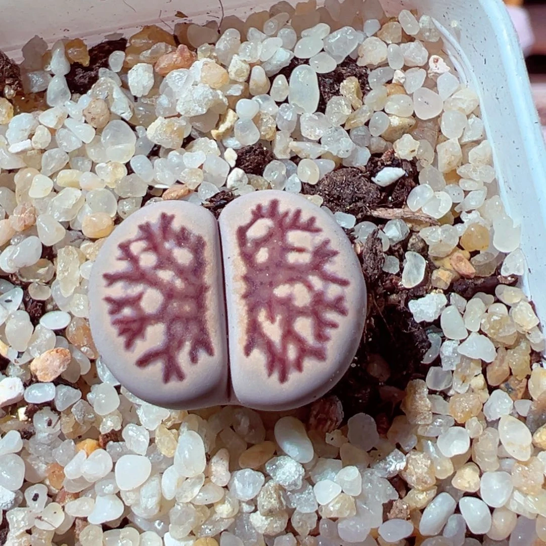 612-600多肉菊化石