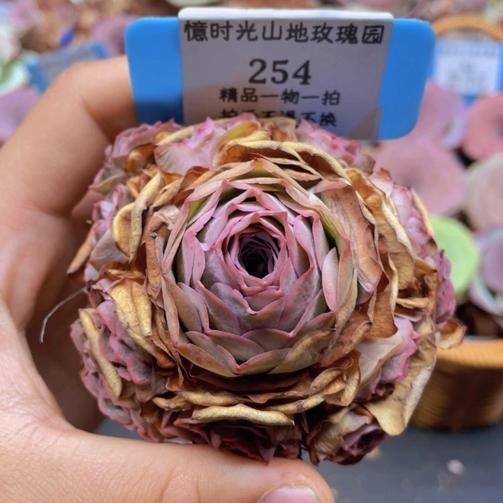 山地玫瑰254裸根发货不售后