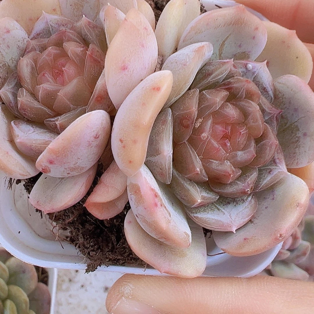 双头彩恋19包邮多肉