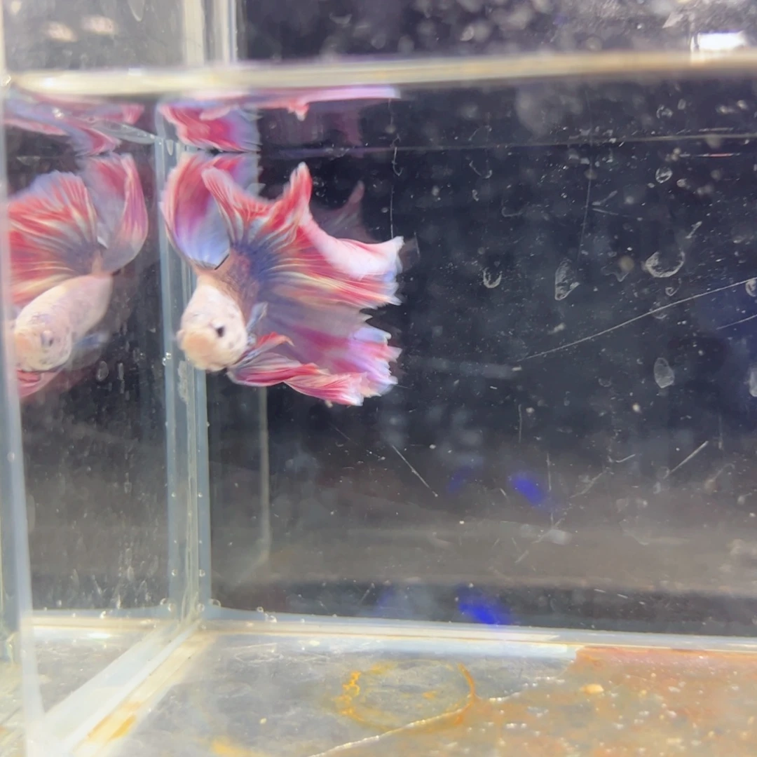 斗鱼浅色特殊尾hhhh