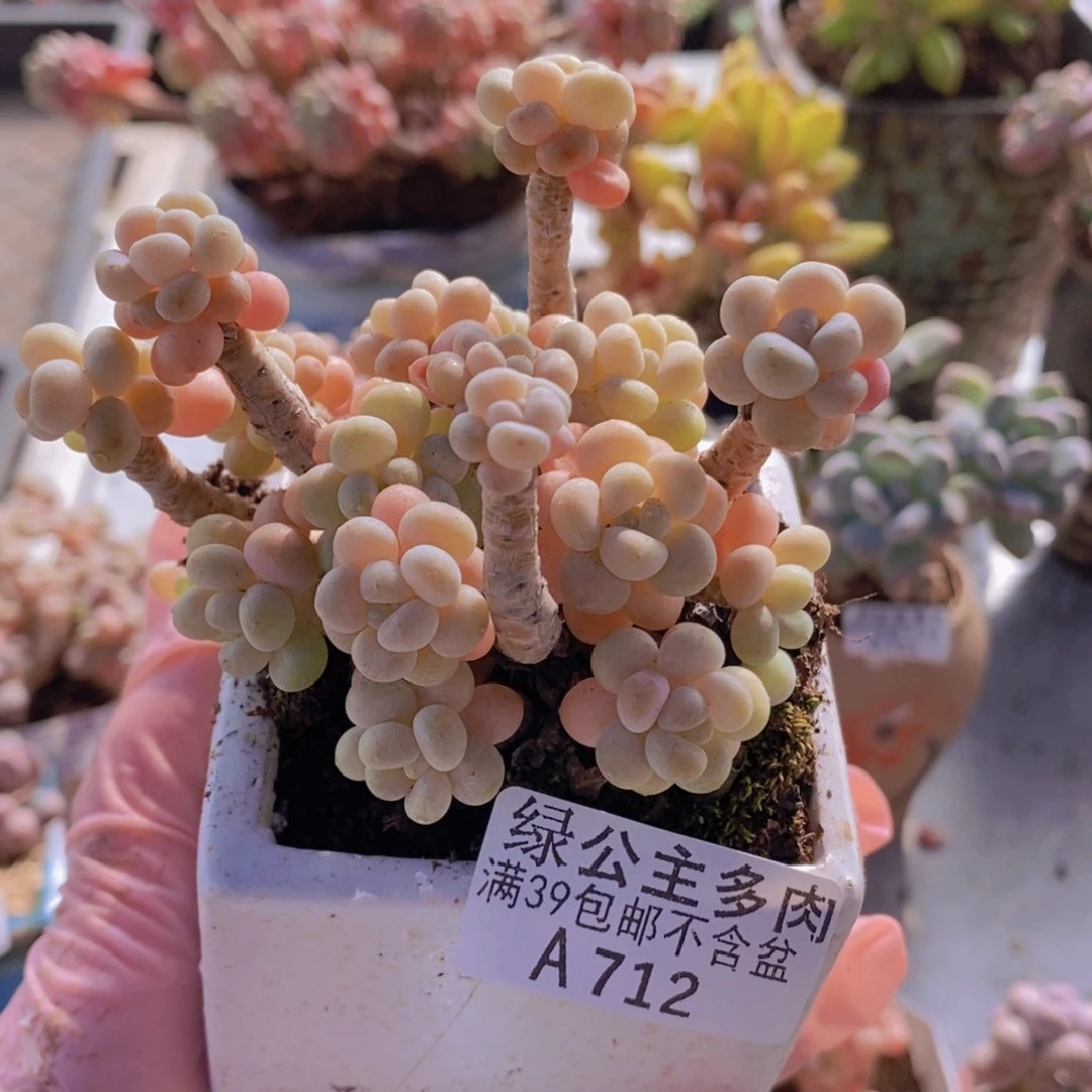 花朵鱼子酱老桩8cm712多肉酱