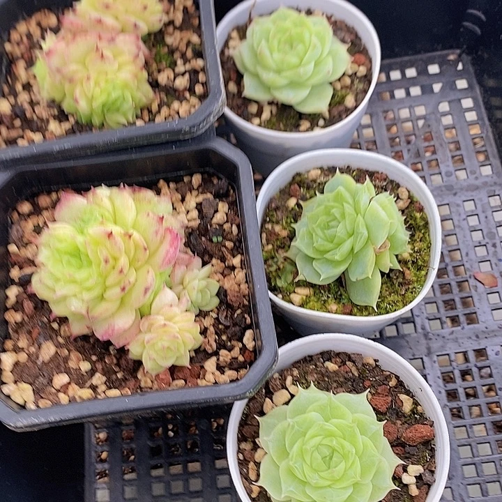 85 多肉植物盆栽花卉