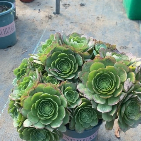 万圣夜多肉植物050