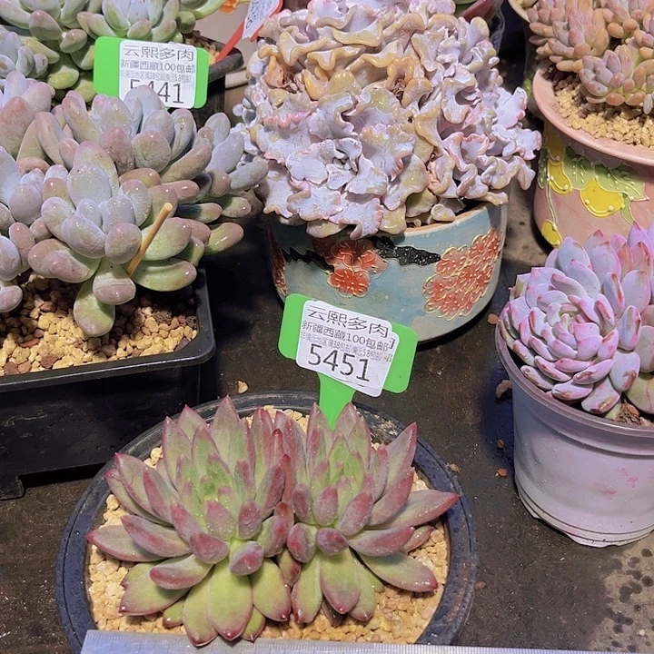 5451车厘子。