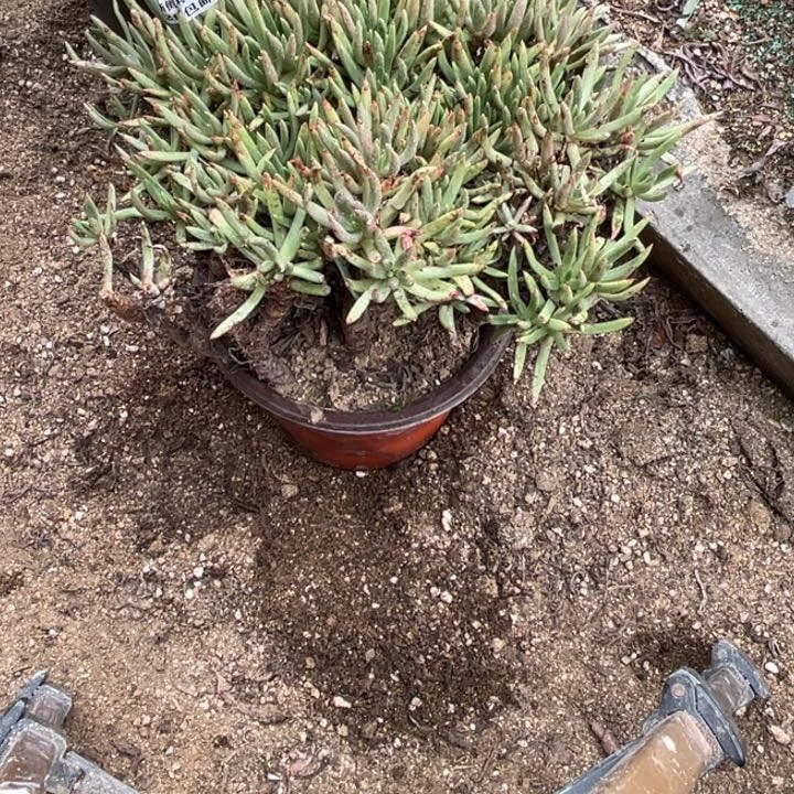 727号维思辛达多肉植物