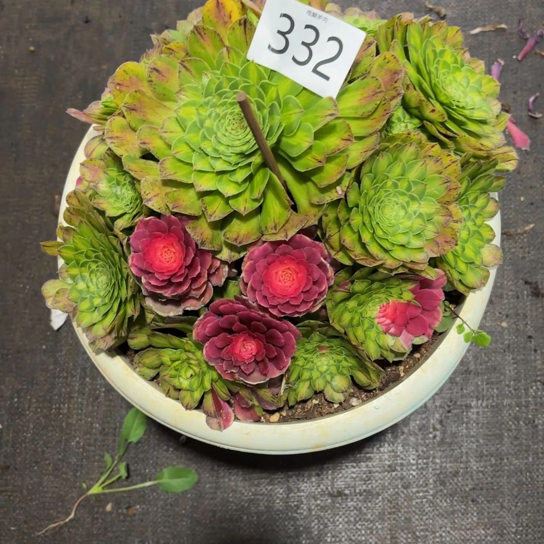 哈哈多肉植物福利332