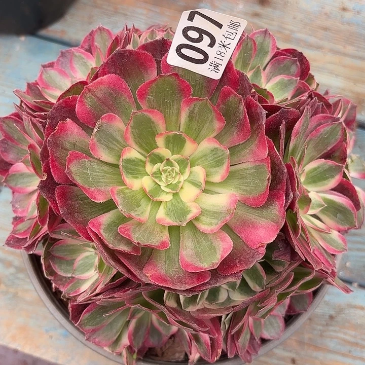 097赤子心诺米多肉法师锦不包侧枝断枝