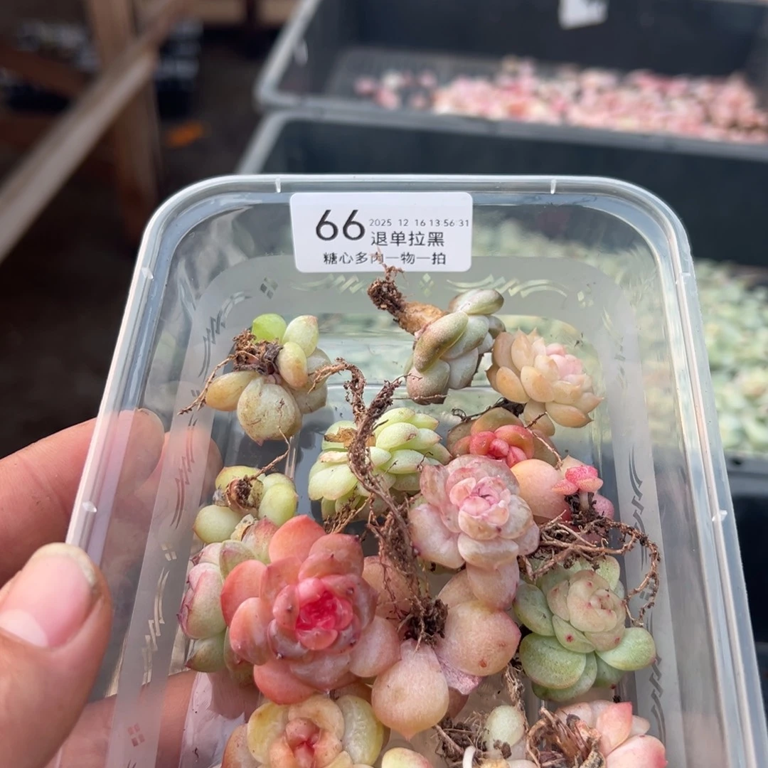 糖心多肉一物一拍66