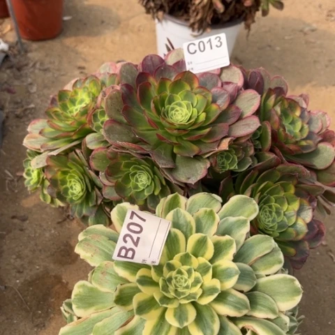 多肉植物帕迈巴贺二个