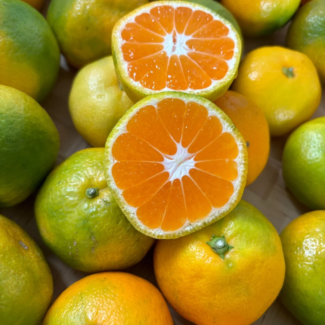 正宗高山青皮蜜桔酸甜可口新鲜采摘现摘现发