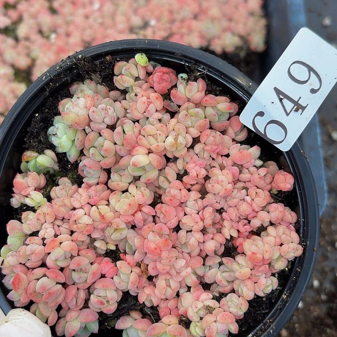 多肉植物多肉植物649