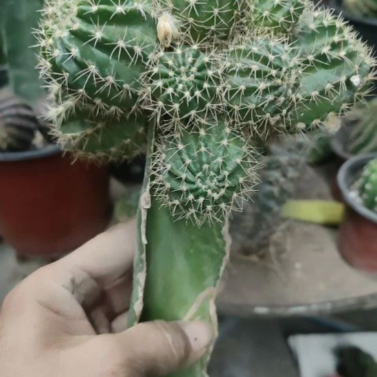 仙人球丽花火凤群12个芽