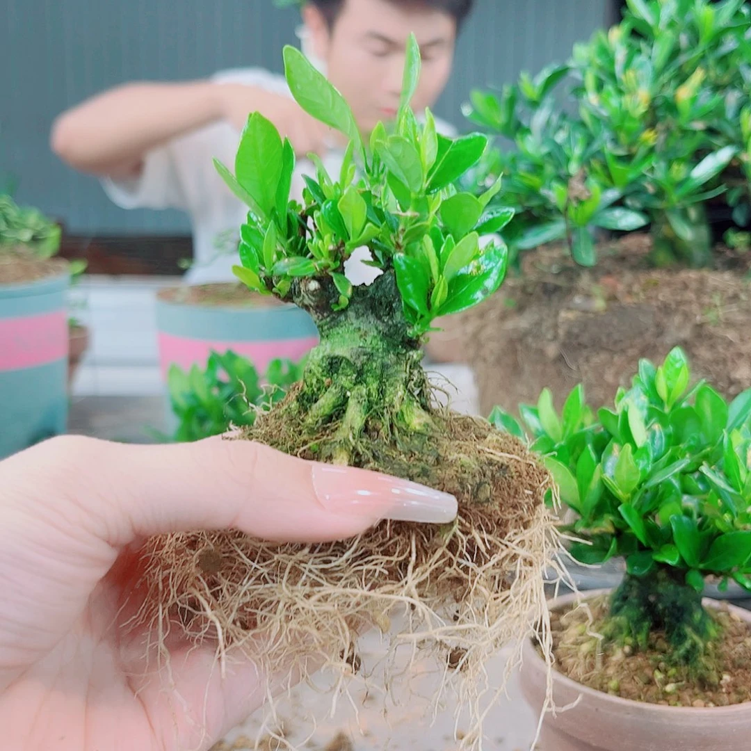 踏**痕一寸法师栀子花