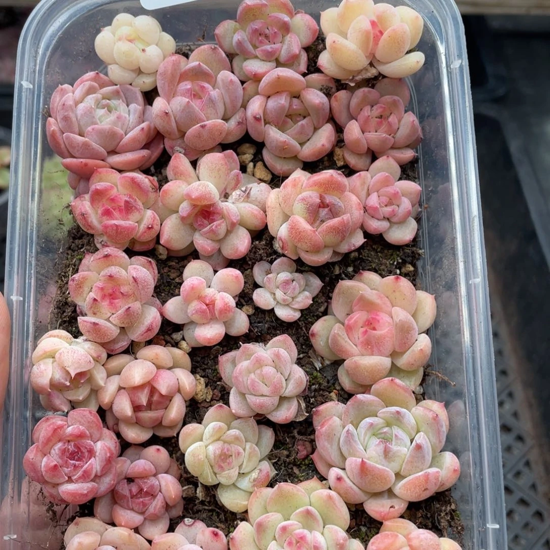 云糖心多肉植物219