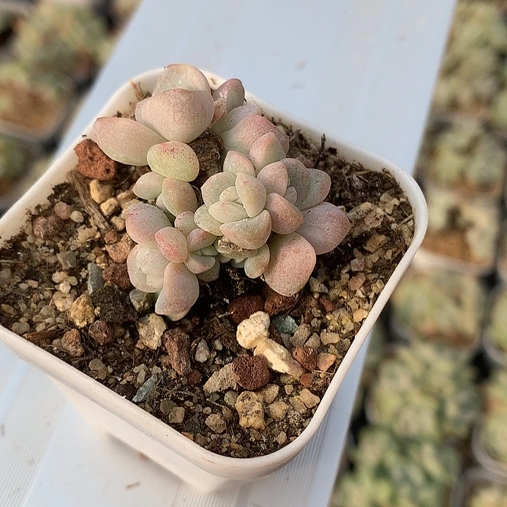 冰玉九头一物一拍 4厘米左右 木质化老桩