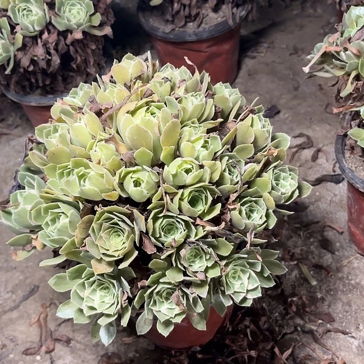 多肉植物法师女妖43