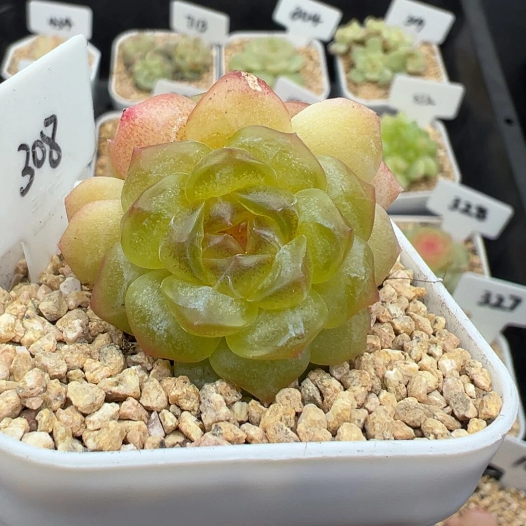 308号无尽灯 晗雨多肉