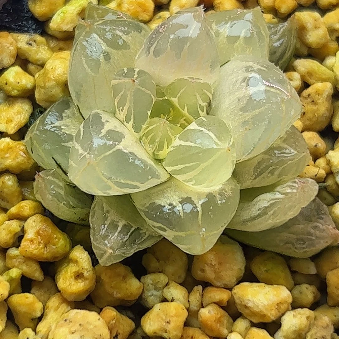 糊斑水晶灯锦十二卷多肉