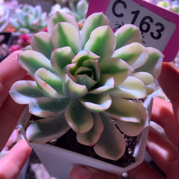 泪无痕覆轮锦有根