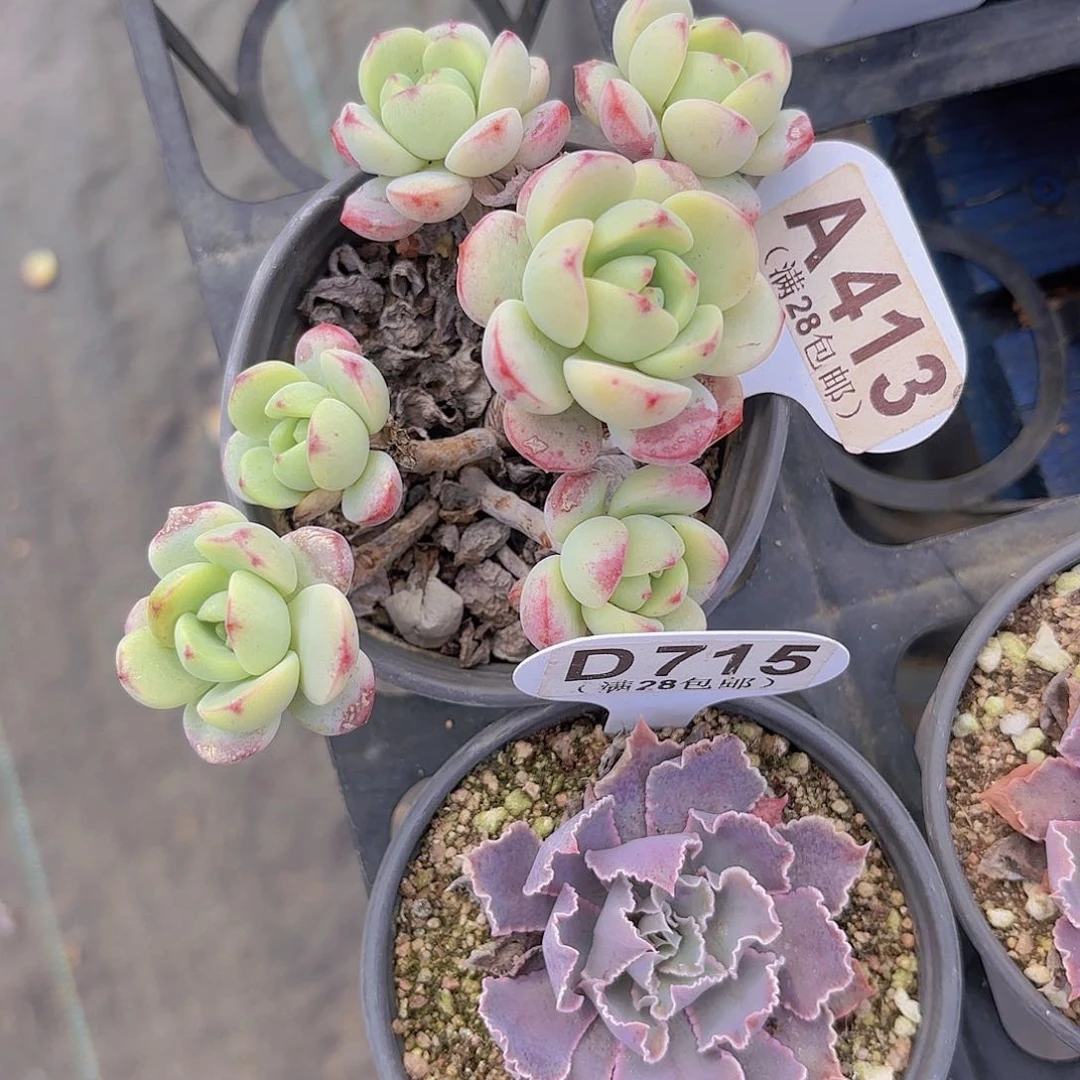 A413香草一物一拍