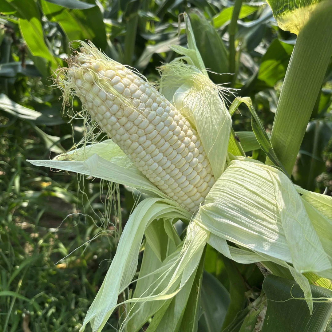 新鲜现摘白粘糯玉米软糯香甜代餐粗粮河南玉米白玉米糯玉米甜玉米