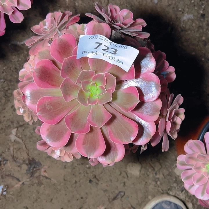 723美杜莎多肉植物